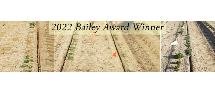 Replanting of Gaps in Peanut Rows